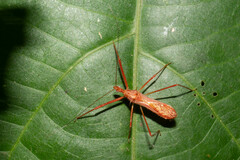 Ricolla quadrispinosa