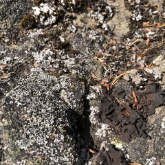 Umbilicaria polyphylla