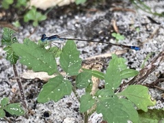 Nehalennia pallidula