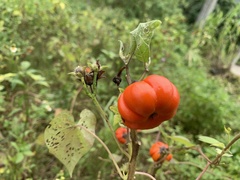 Solanum aethiopicum