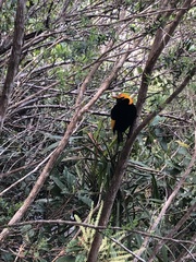 Sericulus chrysocephalus