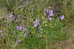 Swainsona procumbens