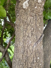 Coccoloba barbadensis