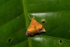 Pyraustinae
