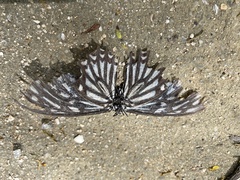 Papilio clytia