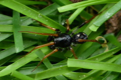 Habronestes bispinosus