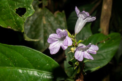 Ruellieae