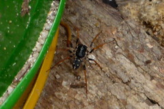 Habronestes bispinosus