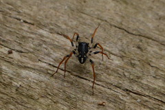 Habronestes bispinosus