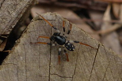 Habronestes bispinosus