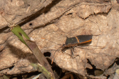 Leptoscelis saepifera