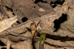 Leptoscelis saepifera