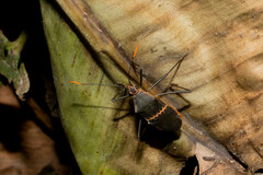 Leptoscelis saepifera