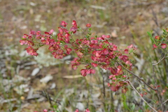 Dodonaea viscosa cuneata