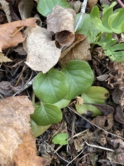 Pyrola asarifolia