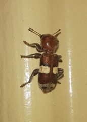 Enoclerus quadrisignatus