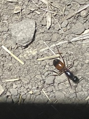 Camponotus sansabeanus