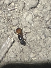 Camponotus sansabeanus