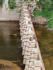 Larus dominicanus dominicanus
