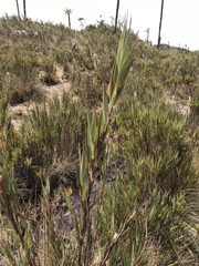 Chusquea tessellata