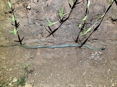Crotaphopeltis hotamboeia
