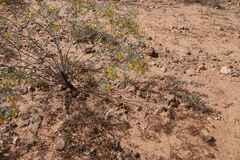Senna artemisioides
