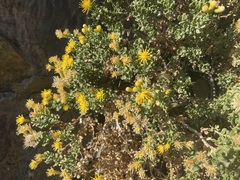 Ericameria cuneata cuneata