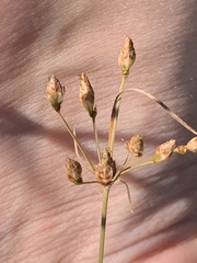 Fimbristylis puberula