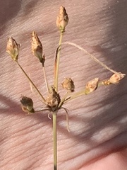 Fimbristylis puberula