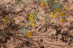 Senna artemisioides