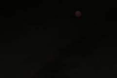 Phalaenoptilus nuttallii