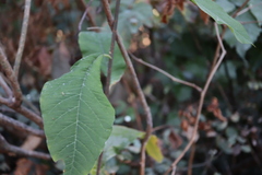 Oemleria cerasiformis