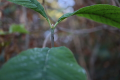 Oemleria cerasiformis