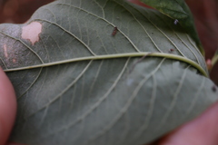 Oemleria cerasiformis