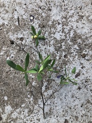Diospyros lycioides