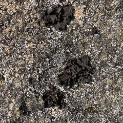 Umbilicaria polyphylla