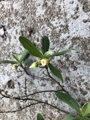 Diospyros lycioides