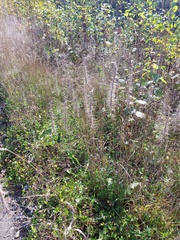 Elymus sibiricus