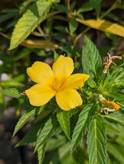 Turnera ulmifolia