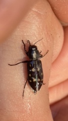 Melanophila consputa