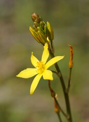 Bulbine bulbosa