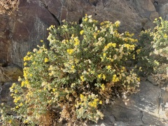 Ericameria cuneata cuneata