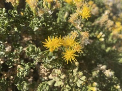 Ericameria cuneata cuneata