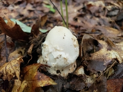 Amanita magnivelaris