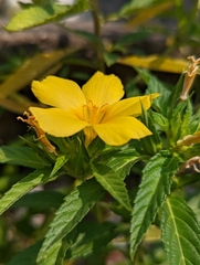 Turnera ulmifolia