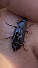 Melanophila consputa