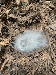 Phycomyces