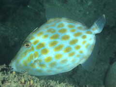 Eubalichthys mosaicus