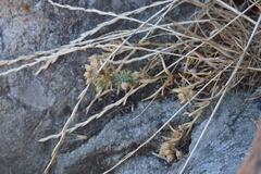 Spergularia macrotheca