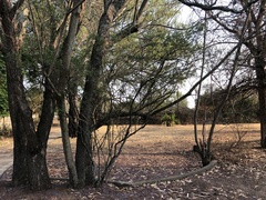 Diospyros lycioides